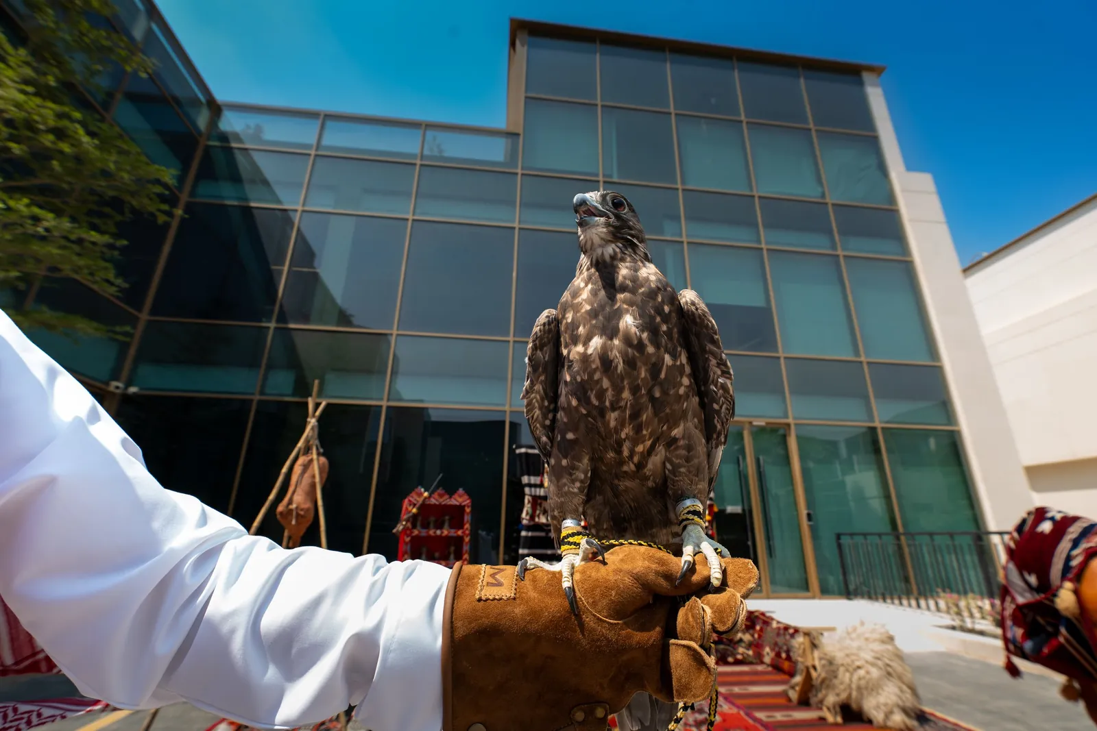 Falcon on gloved hand against blue sky and glass facade